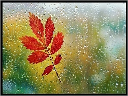 Liść, Deszcz, Szyba, Jesienny