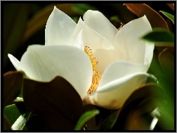 Liście, Magnolia, Biała, Kwiat