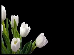 Liście, Tulipany, Białe, Zielone