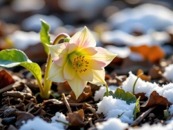 Śnieg, Kwiat, Ciemiernik, Liście, Żółty, Grafika AI