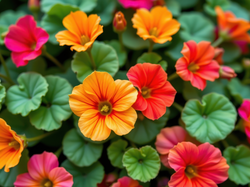 Czerwone, Pomarańczowe, Nasturcje, Liście