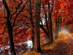 Liście, Jesień, Las, Drzewa, Ścieżka