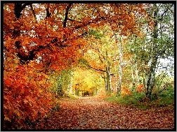 Liście, Drzewa, Aleja, Jesień, Kolorowe