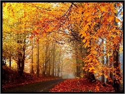 Liście, Droga, Jesień, Drzewa