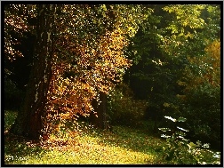 Liście, Brzoza, Drzewa, Jesień, Kolorowe