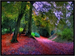 Liście, Ścieżka, Drzewa, Jesień, Kolorowe