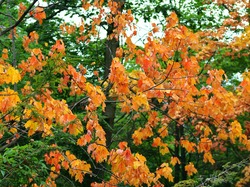 Liście, Drzewa, Jesień, Żółte
