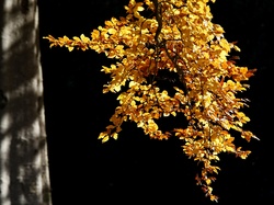 Liście, Drzewo, Jesień, Gałąź