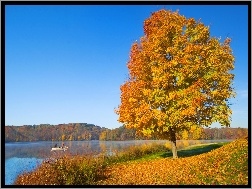 Liście, Drzewo, Jesień, Jezioro