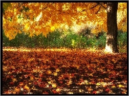 Liście, Drzewo, Jesień, Opadłe