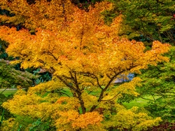 Liście, Kolorowe, Las, Jesień, Drzewa