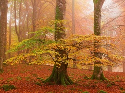 Liście, Mgła, Las, Jesień, Drzewa