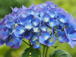 Liście, Niebieski, Kwiat, Hortensja