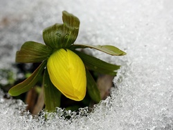 Liście, Śnieg, Kwiat, Lód