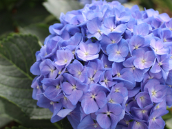 Liście, Niebieska, Kwiaty, Hortensja