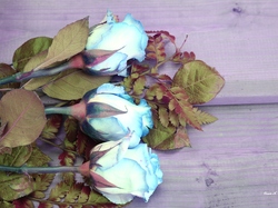 Liście, Niebieskie, Róże, Kwiaty, Bukiet