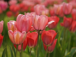 Kwiaty, Tulipany, Rozmycie, Liście