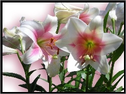 Liście, Różowo, Lilie, Białe