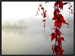 Liście, Jezioro, Mgła, Czerwone