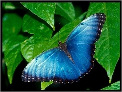Liście, Motyl, Niebieski, Zielone