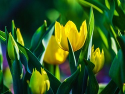 Liście, Tulipany, Żółte, Pąki