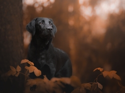 Liście, Labrador retriever, Czarny, Pies, Drzewo