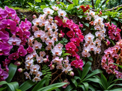 Mur, Kwiaty, Storczyki, Liście, Kolorowe, Grafika AI