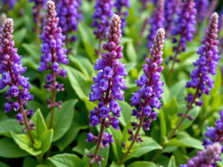 Fioletowe, Kwiaty, Szałwia, Listki