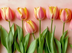 Tulipany, Różowo-żółte, Listki