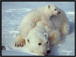 Lód, Mama, Polarny, Niedźwiedź, Mały