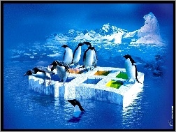 Lód, Pingwiny, Windows XP, Logo