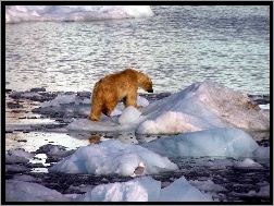 Lód, Niedźwiedź Polarny, Zima, Woda