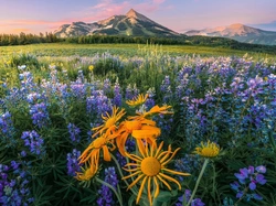 Łubin, Łąka, Góry, Stany Zjednoczone, Kolorado, Crested Butte, Kwiaty