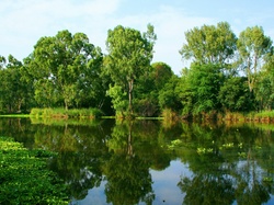 Lustrzane, Drzewa, Staw, Odbicie