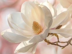 Zbliżenie, Magnolia, Biała, AI, Gałązki