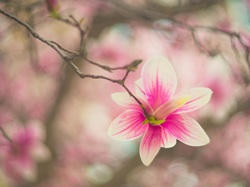 Magnolia, Bladoróżowy, Gałąź, Kwiat