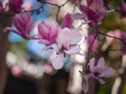 Magnolia, Rozwinięte, Bladoróżowe, Gałęzie, Kwiaty