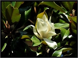 Liście, Magnolia, Kwiat