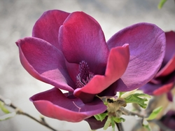 Magnolia, Kwiat, Różowy, Rozwinięta