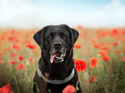 Maki, Obroża, Labrador retriever, Pies, Kwiaty