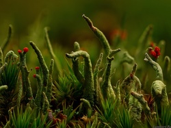 Makro, Porost, Cladonia, Zieleń