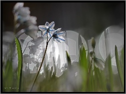 Makro, Cebulica Syberyjska, Bokeh