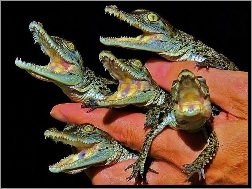 Dłoń, Małe, Aligatory