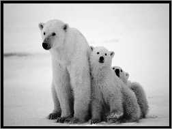 Małe, Mama, Polarne, Niedzwiedzie, Dwa