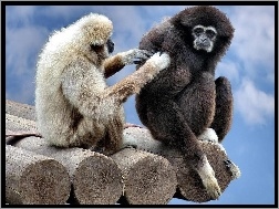 Małpki, Przyjaciele