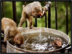 Kąpiel, Małpy, Woda