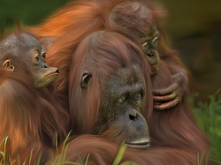 Małpy, Orangutan