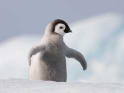 Śnieg, Mały, Pingwin