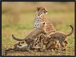 Małe, Mama, Gepard