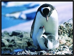 Młode, Mama, Pingwin